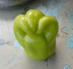 Летние краски